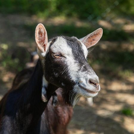 Alpaca Country House ポンテデーラ エクステリア 写真