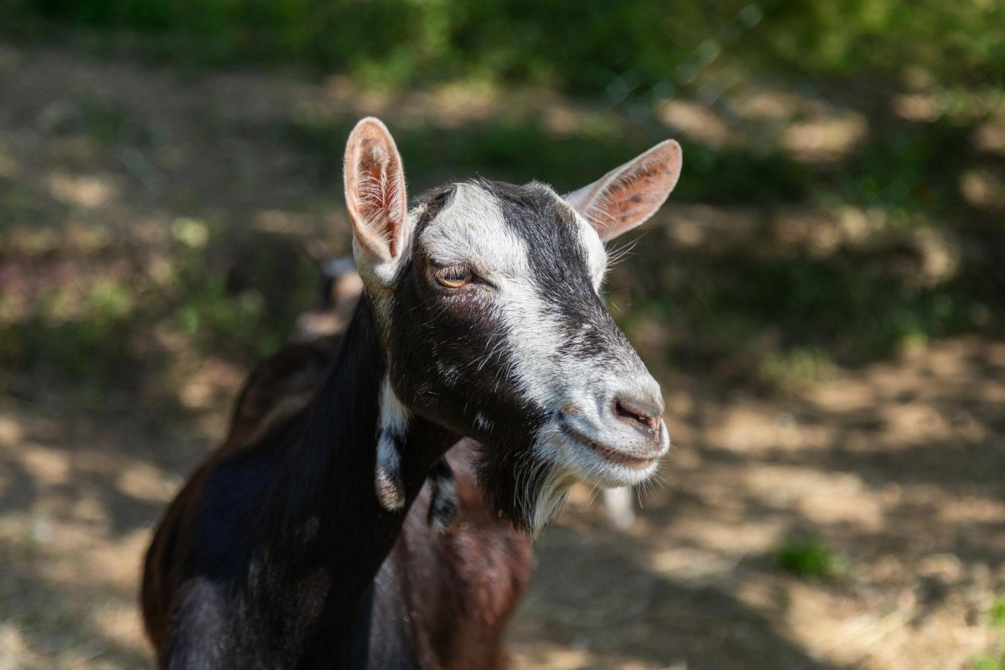 Alpaca Country House ポンテデーラ エクステリア 写真