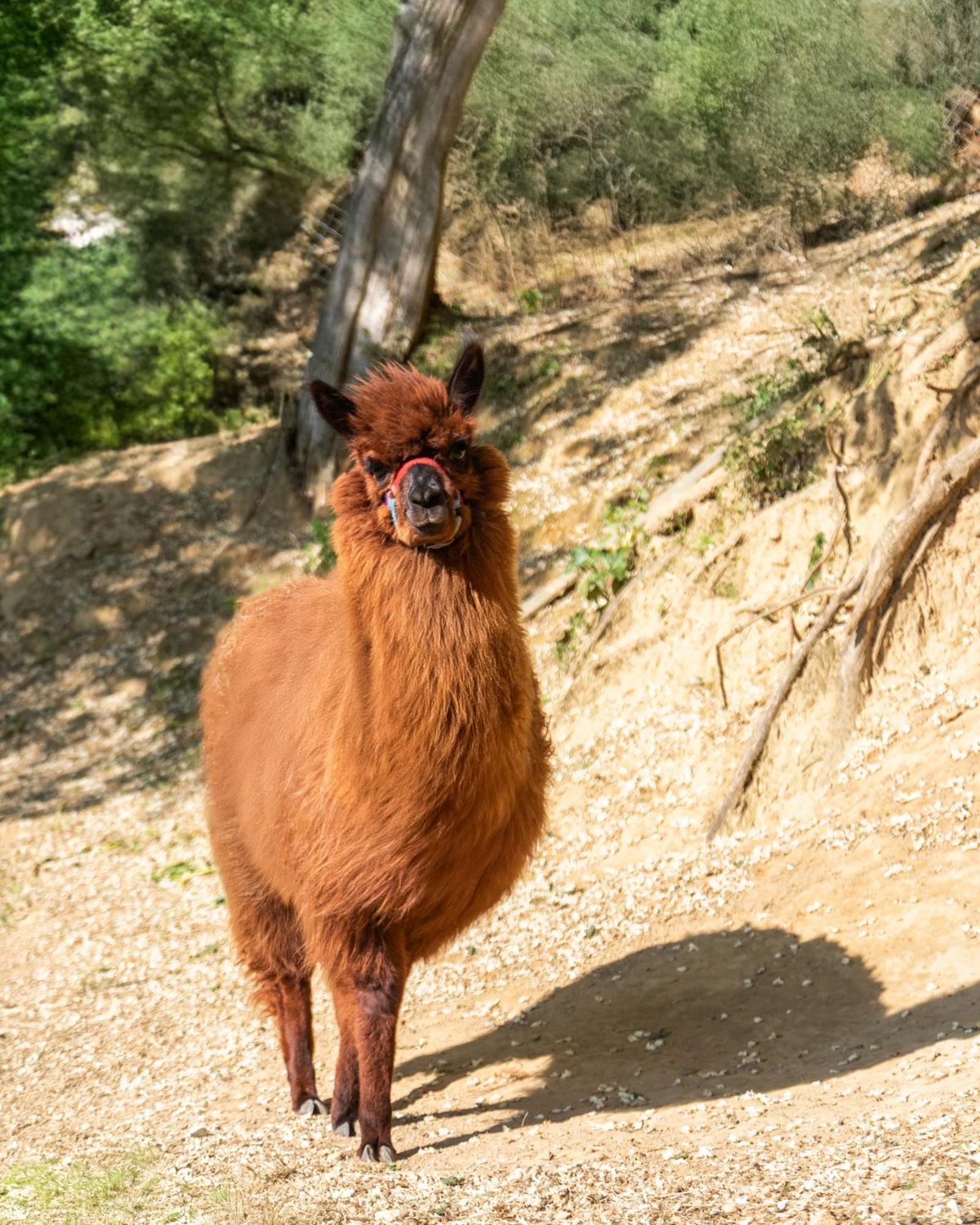 Alpaca Country House ポンテデーラ エクステリア 写真