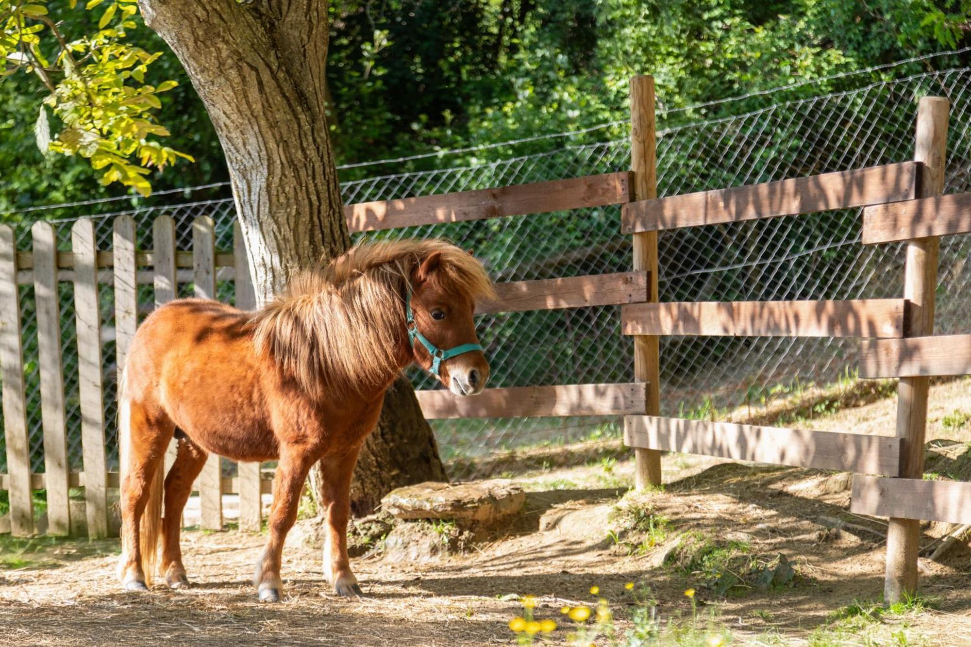 Alpaca Country House ポンテデーラ エクステリア 写真
