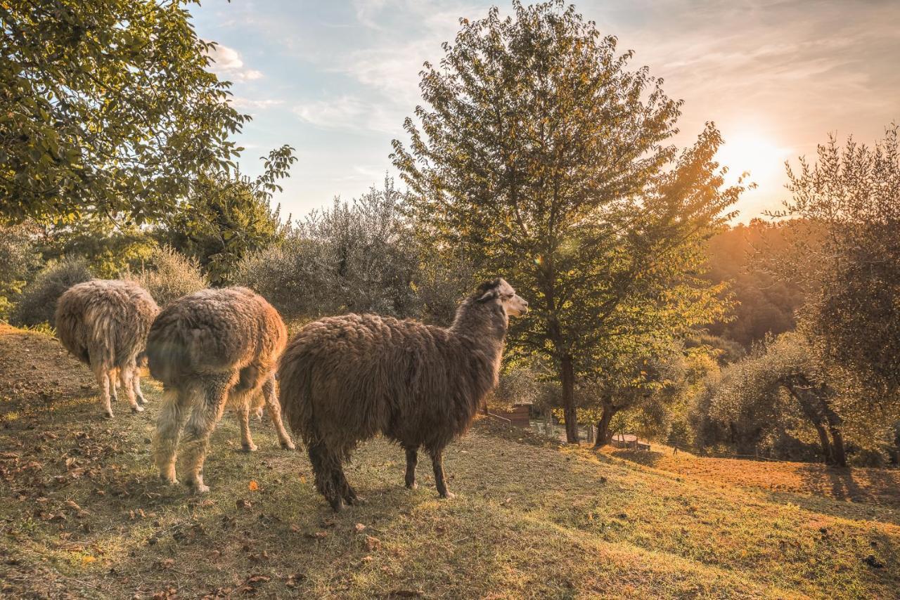 Alpaca Country House ポンテデーラ エクステリア 写真