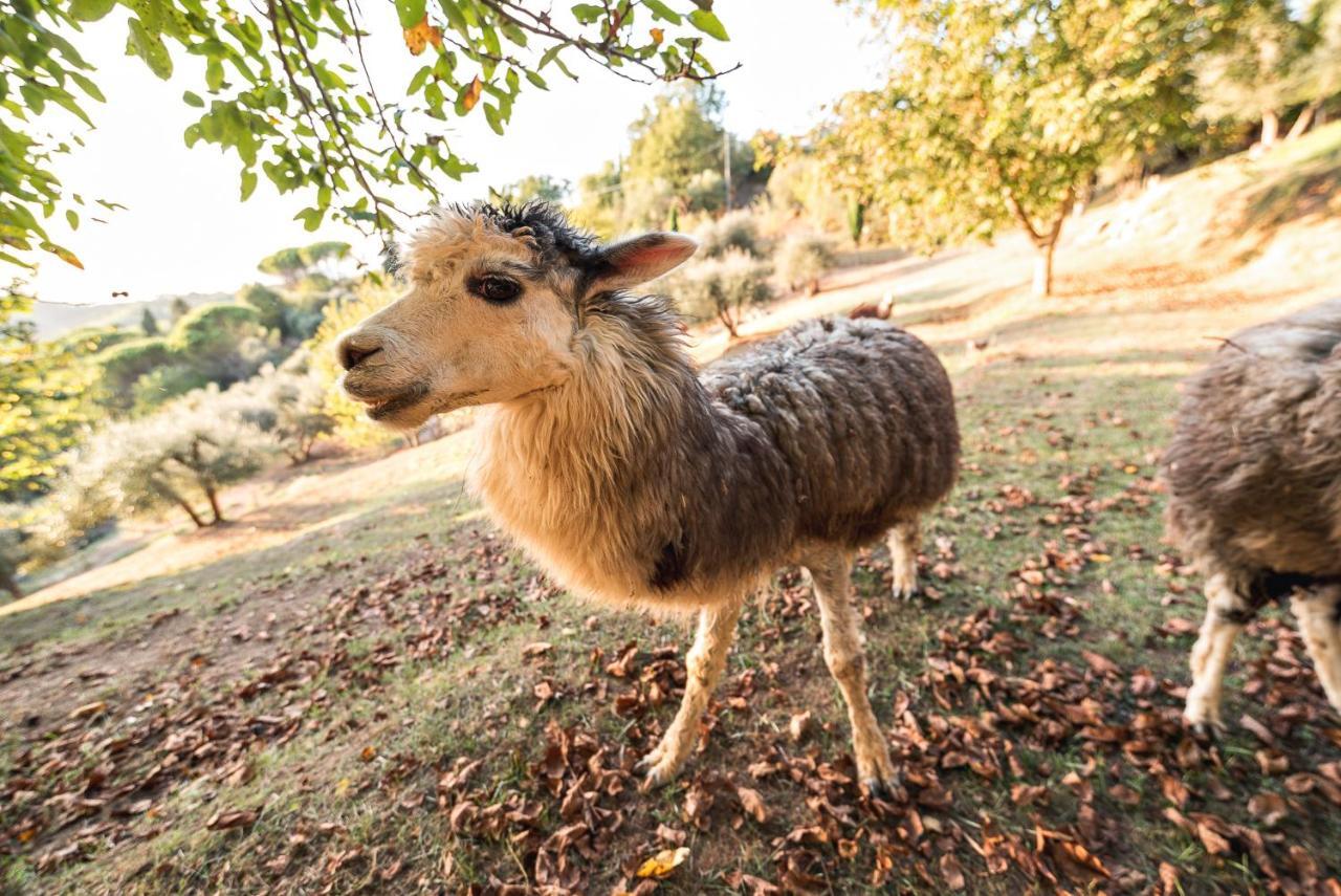 Alpaca Country House ポンテデーラ エクステリア 写真